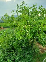 팜모닝 O학년 △반 이세요?·참여글 게시글 이미지