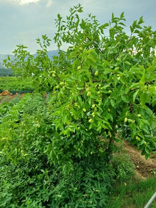 양배추18268님의 O학년 △반 이세요? · 참여글 작성글 사진