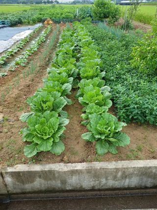 양배추18268님의 O학년 △반 이세요? · 참여글 작성글 사진