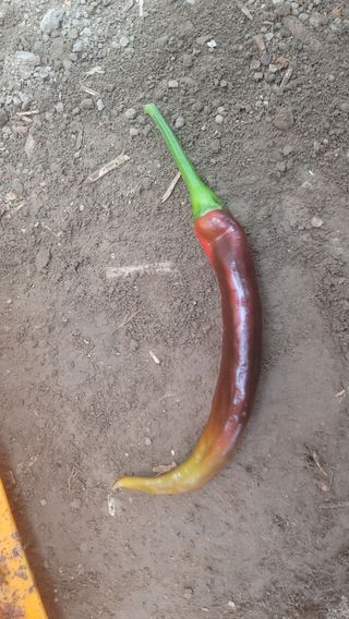 김정한님의 고추 · 병해충상담 작성글 사진