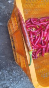 팜모닝 고추·병해충상담 게시글 이미지