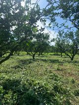 팜모닝 귤·영농일지 게시글 이미지