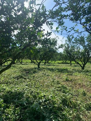 쭈야네농장님의 귤 · 영농일지 작성글 사진