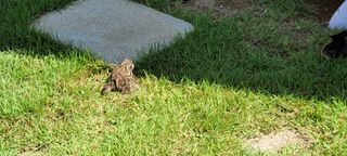 신지숙님의 O학년 △반 이세요? · 참여글 작성글 사진