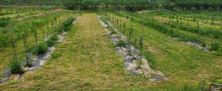 복주농장님의 사과 · 제초 작성글 사진