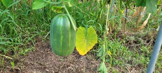 신지숙님의 O학년 △반 이세요? · 참여글 작성글 사진