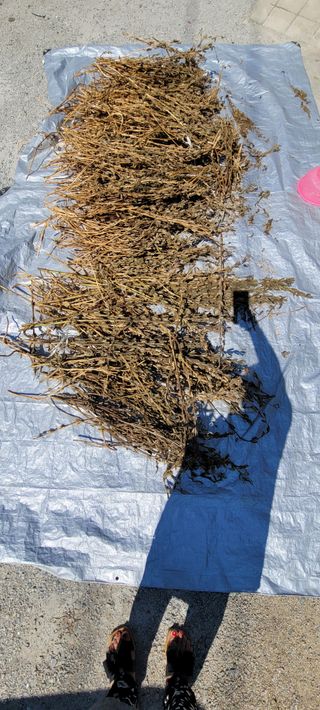 신지숙님의 O학년 △반 이세요? · 참여글 작성글 사진