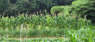 신지숙님의 O학년 △반 이세요? · 참여글 작성글 사진