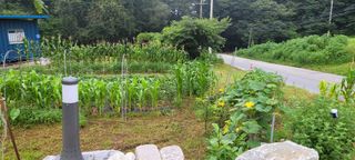 신지숙님의 O학년 △반 이세요? · 참여글 작성글 사진