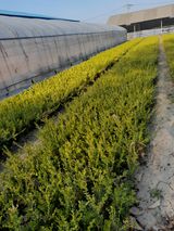 팜모닝 O학년 △반 이세요?·참여글 게시글 이미지