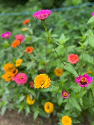 홍키통키님의 복숭아 · 자유게시판 작성글 사진