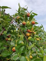 팜모닝 팜모닝 병해충 연구회·병해충상담 게시글 이미지