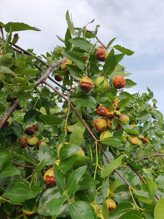차상철님의 팜모닝 병해충 연구회 · 병해충상담 작성글 사진
