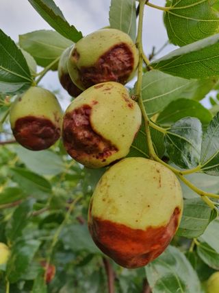 차상철님의 팜모닝 병해충 연구회 · 병해충상담 작성글 사진