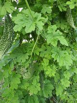 팜모닝 기타작물·자유게시판 게시글 이미지