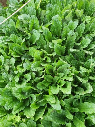 차상철님의 기타작물 · 자유게시판 작성글 사진