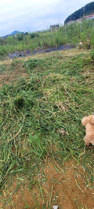 행복농장님의 자유주제 · 자유게시판 작성글 사진