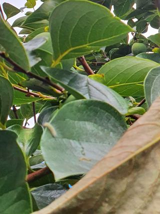 바위님님의 감 · 병해충상담 작성글 사진