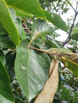 팜모닝 감·병해충상담 게시글 이미지