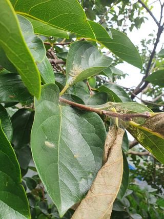 바위님님의 감 · 병해충상담 작성글 사진