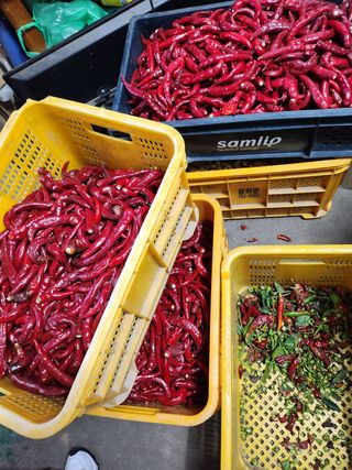 윤정숙님의 고추 · 영농일지 작성글 사진