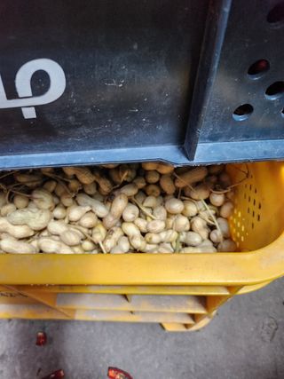 윤정숙님의 고추 · 영농일지 작성글 사진