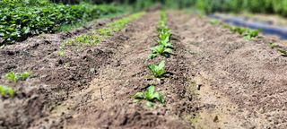 송석봉님의 배추 · 일상 작성글 사진