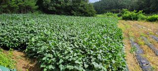 토베기님의 콩 · 영농일지 작성글 사진