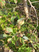 팜모닝 사과·병해충상담 게시글 이미지