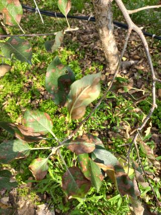 정석운님의 사과 · 병해충상담 작성글 사진