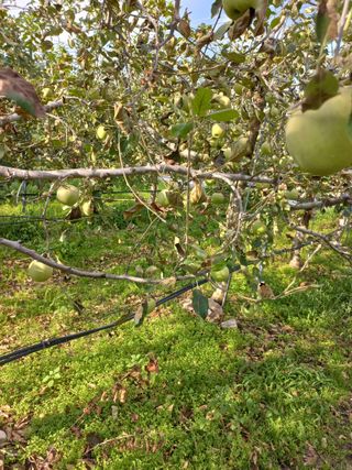 정석운님의 사과 · 병해충상담 작성글 사진