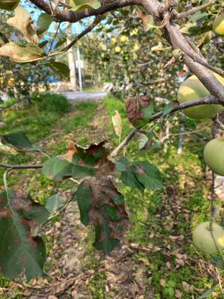 정석운님의 사과 · 병해충상담 작성글 사진