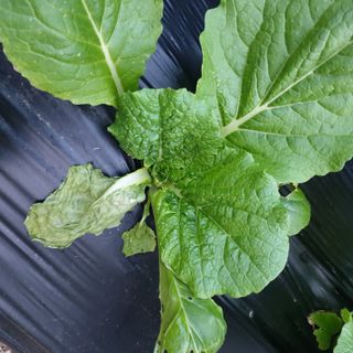 전명우님의 배추 · 병해충상담 작성글 사진