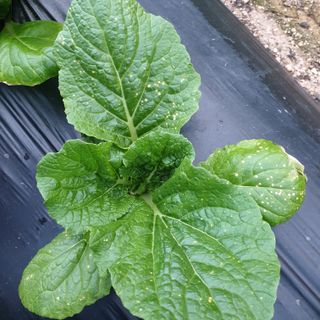 전명우님의 배추 · 병해충상담 작성글 사진