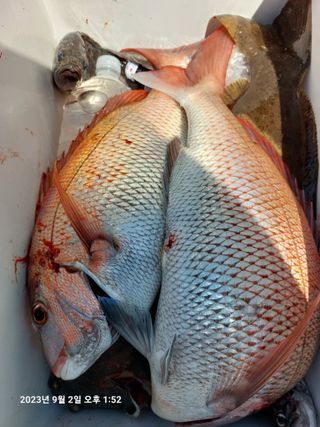 농촌의지킴님의 자유주제 · 자유게시판 작성글 사진