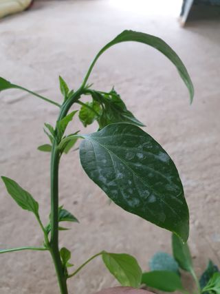 오임택 님의 기타작물 · 병해충상담 작성글 사진