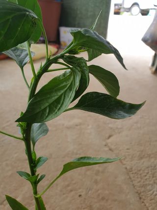 오임택 님의 기타작물 · 병해충상담 작성글 사진