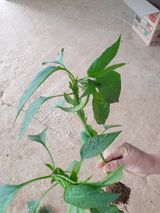 팜모닝 기타작물·병해충상담 게시글 이미지