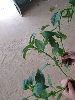 오임택 님의 기타작물 · 병해충상담 작성글 사진