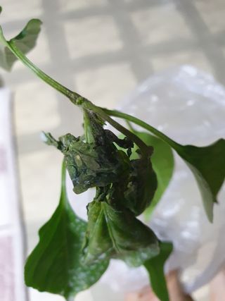 오임택 님의 기타작물 · 병해충상담 작성글 사진