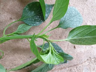 오임택 님의 기타작물 · 병해충상담 작성글 사진