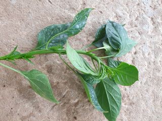 오임택 님의 기타작물 · 병해충상담 작성글 사진