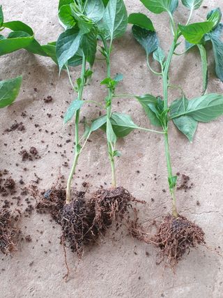 오임택 님의 기타작물 · 병해충상담 작성글 사진