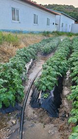 팜모닝 O학년 △반 이세요?·참여글 게시글 이미지