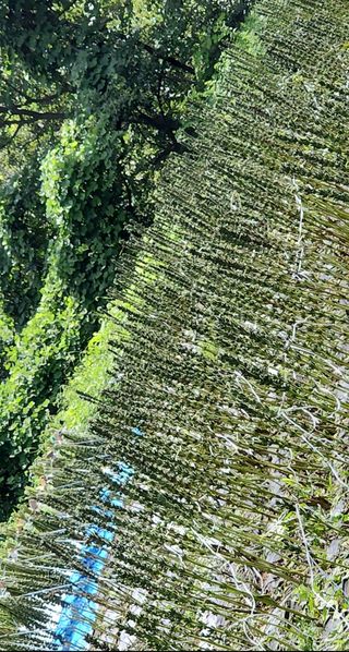 정병무님의 참깨 · 자유게시판 작성글 사진