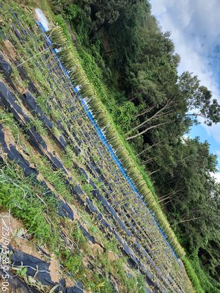 정병무님의 참깨 · 자유게시판 작성글 사진