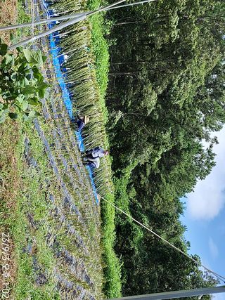 정병무님의 참깨 · 자유게시판 작성글 사진