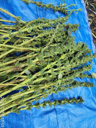 정병무님의 참깨 · 자유게시판 작성글 사진