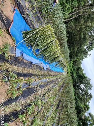 정병무님의 참깨 · 자유게시판 작성글 사진