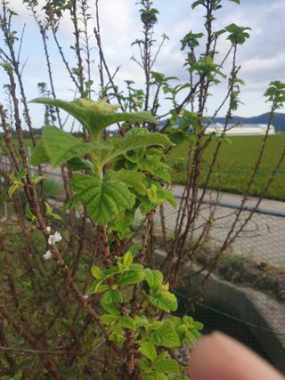 도시부부농부님의 자유주제 · 자유게시판 작성글 사진